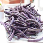Purple Wax Sırık Geleneksel Fasulye Tohumu (10 Tohum) - 1