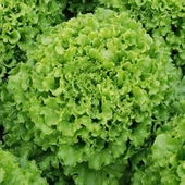 Doğal İvanka Yeşil Kıvırcık Marul Tohumu (800 Tohum) thumbnail 1