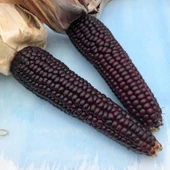 Doğal Japonica Striped Mısır Tohumu (10 Tohum) thumbnail 1