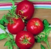 Doğal Ace 55 Koyu Kırmızı Domates Tohumu (20 Tohum) thumbnail 1