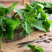 Geleneksel Doğal Isırgan Otu Tohumu(50 Tohum) thumbnail 1