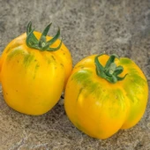 Sarı Etli İllusia Domates Tohumu (15 Tohum) thumbnail 1