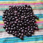 Doğal Geneleksel Poletschka Fasulye Tohumu (10 Tohum) thumbnail 1