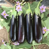 Doğal Etli Yemesi Güzel Kemer Patlıcan Tohumu (70 Tohum) thumbnail 1