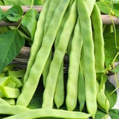 Sırık Kılçıksız Alman Ayşe Tipi Fasulye Tohumu (20 Tohum) thumbnail 1