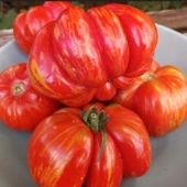 Çizgili Striped Cavern Domates Tohumu (15 Tohum) thumbnail 1