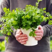 Geleneksel Saksılık İtalyan  Maydanozu Tohumu (100 Tohum) thumbnail 1