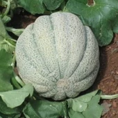 Doğal Damga Kavun Tohumu (20 Tohum) thumbnail 1