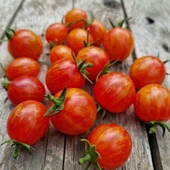 Süpernova Cherry Domates Tohumu (15 Tohum) thumbnail 1