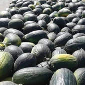 Doğal Karabey Siyah Kışlık Kavun Tohumu (20 Tohum) thumbnail 1