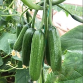 Sırık F1 Multi Hıyar Tohumu (10 Tohum) thumbnail 1