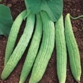 Geleneksel Turşuluk Sofralık Hita Acur Tohumu (20 Tohum) thumbnail 1