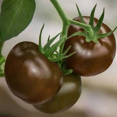 Bol Verimli Kahverengi F1 Kokteyl Sırık Domates Tohumu (10 Tohum) thumbnail 1