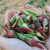 Doğal Anadolu Ege Kınalı Bamya Tohumu (50 Tohum) thumbnail 1