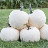 rrison Beyaz Kavuk Balkabağı Tohumu (5 Tohum) thumbnail 1