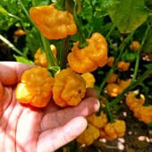 Doğal Ksps Khangstar Çok Acı Biber Tohumu (10 Tohum) thumbnail 1