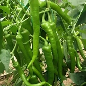 Antalya Demre Lezzetli Yeşil Tatlı Biber Tohumu (50 Tohum) thumbnail 1