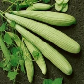 İnce Uzun Doğal Ege Acur Tohumu (20 Tohum) thumbnail 1