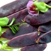 Geleneksel Doğal Şiraz Siyah Bezelye Tohumu (10 Tohum) thumbnail 1