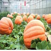 Geleneksel Doğal Dev Big Max Balkabağı Tohumu (5 Tohum) thumbnail 1