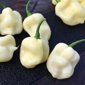 Nadir Ata Tohumu 7 Pot White Acı Biber Tohumu (10 Tohum) thumbnail 1