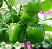 Geleneksel Doğal Kandil Dolmalık Biber Tohumu (70 Tohum) thumbnail 1