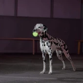 3019 Skipdawg Neon Köpek Oyun Topu - 6