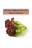 Kırmızı Marul Tohumu 1 Paket (1gr=850+ Adet) Akdeniz Kıvırcık Tohumu - 2
