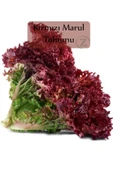 Kırmızı Marul Tohumu 1 Paket (1gr=850+ Adet) Akdeniz Kıvırcık Tohumu - 1