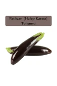 Patlıcan Tohumu Halep Karası 1 Paket (10gr=2000+ Adet) Halep Karası Patlıcan Tohumu thumbnail 2