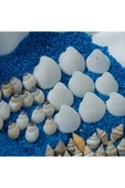 Hesaplı 1-3 cm Küçük Deniz Kabuğu 1kg Teraryum Deniz Kabukları Silis Akvaryum Süs Ufak Kabuklar - 5
