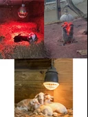 (5 Adet) 150W Kızılötesi (infrared) Isıtıcılı Hayvan Isıtma ve Kuluçka Lambası (Kırmızı Işık) E27 (Kalın Duy) - 4