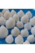Hesaplı 1-3 cm Küçük Deniz Kabuğu 1kg Teraryum Deniz Kabukları Silis Akvaryum Süs Ufak Kabuklar - 1
