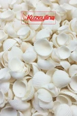 Deniz Kabuğu 500 gr Paket Clam Rose Cochles -orta - 1