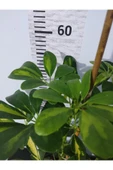 Şeflera Canlı Iç Mekan Bitkisi (SCHEFFLERA) 40-60 Cm - Hızlı Büyüyen Dekoratif Bitki - 4