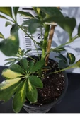 Şeflera Canlı Iç Mekan Bitkisi (SCHEFFLERA) 40-60 Cm - Hızlı Büyüyen Dekoratif Bitki - 5