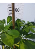 Şeflera Canlı Iç Mekan Bitkisi (SCHEFFLERA) 40-60 Cm - Hızlı Büyüyen Dekoratif Bitki - 3