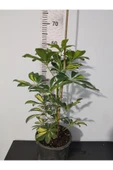 Şeflera Canlı Iç Mekan Bitkisi (SCHEFFLERA) 40-60 Cm - Hızlı Büyüyen Dekoratif Bitki - 1