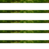 Tere Tohumu 50g thumbnail 2