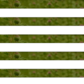 Dul Avrat Otu 40g thumbnail 2