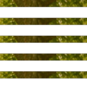 Çınar Yaprağı 25g thumbnail 2