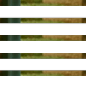 Tere Tohumu 50g thumbnail 1