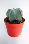Yıldız kaktüs Astrophytum Myriostigma 5 dilim beyaz özel tür - 3