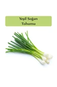 Yeşil Soğan Tohumu 1 Paket (10gr=2000+ Adet) Taze Soğan Tohumu thumbnail 2