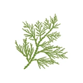 Aktarist Tuya Yaprağı - Thuja Tree Leaf - 3