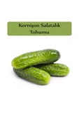 Hıyar Tohumu Kornişon 1 Paket Turşuluk Salatalık Tohumu Ekmeye Uygun Yüksek Verimli Paket Tohum - 2