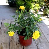 8 LİTRE SAKSIDA  AŞILI SARI GÜL FİDANI - 1