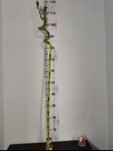 Büyük Boy Bambu Bitkisi 120 CM+ - 1