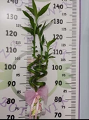 Büyük Boy Bambu Bitkisi 120 CM+ - 3