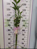 Büyük Boy Bambu Bitkisi 120 CM+ - 2